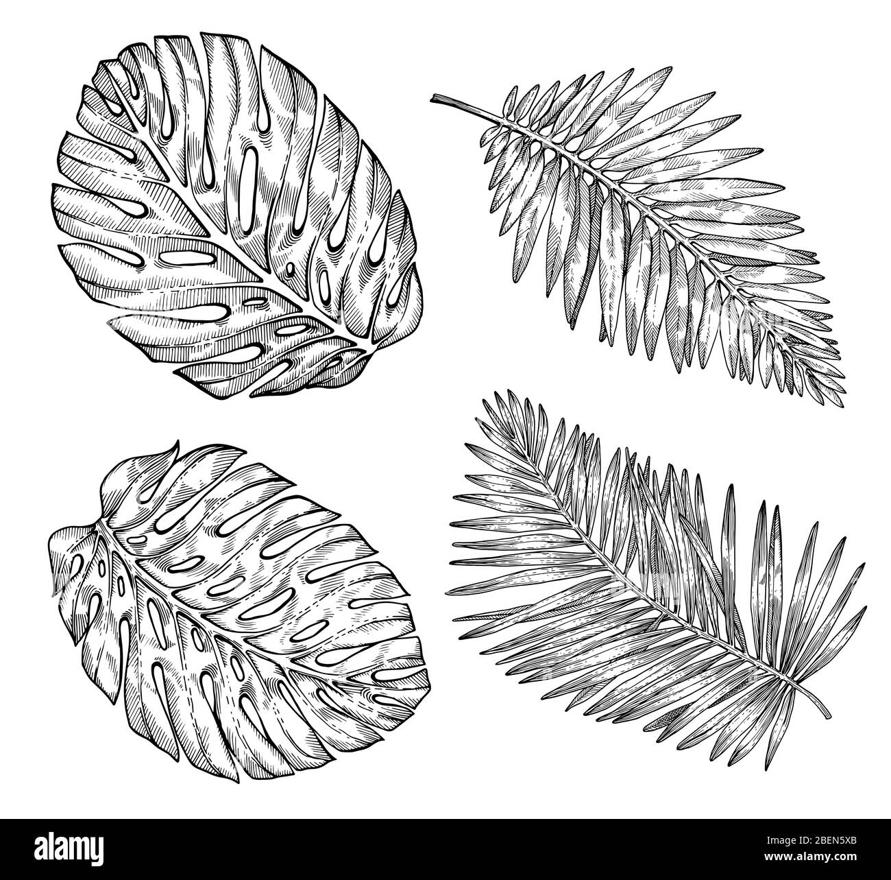 Hojas de palmera tropical dibujadas a mano. Croquis sobre fondo blanco. Decoración exótica de grabado para textiles, diseño de superficies o banner. Gran plantilla para Ilustración del Vector