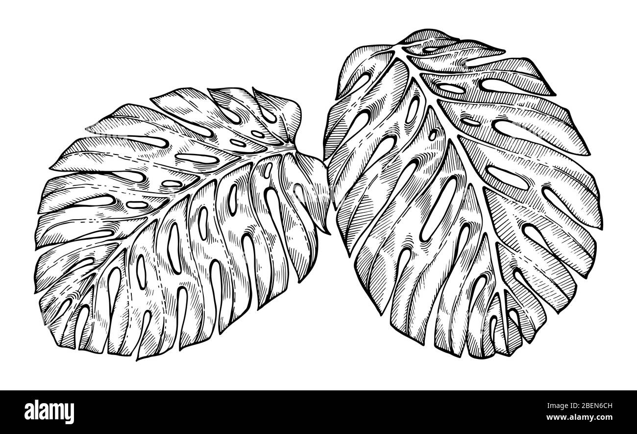Hojas de palmera tropical dibujadas a mano. Croquis sobre fondo blanco. Decoración exótica de grabado para textiles, diseño de superficies o banner. Gran plantilla para Ilustración del Vector
