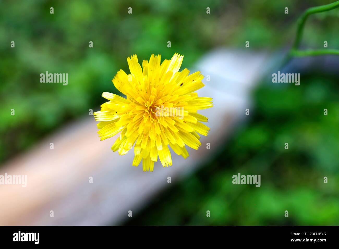 Una flor amarilla brillante y hermosa en flor fuera en el jardín en un día  caluroso Fotografía de stock - Alamy