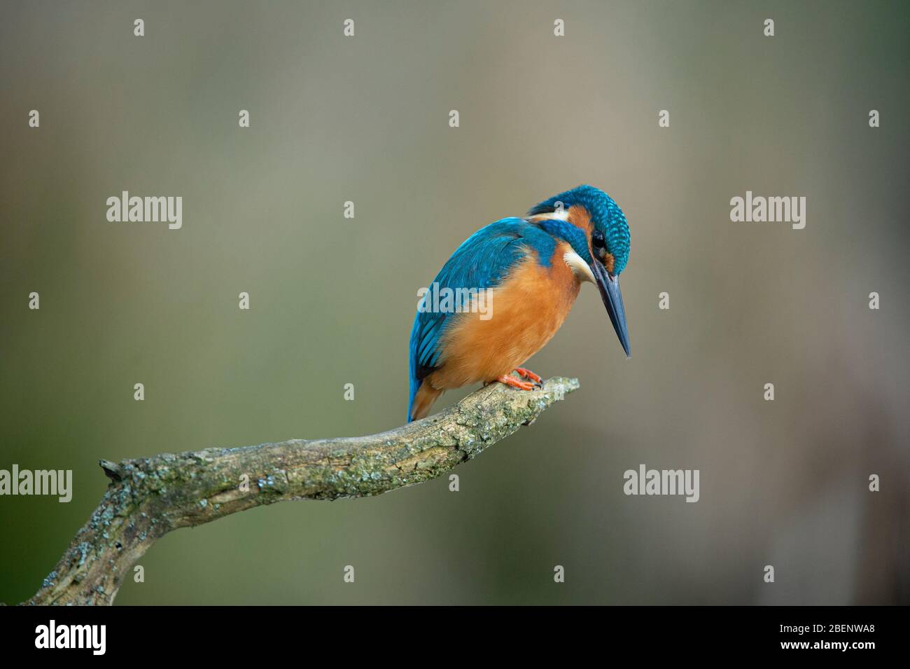 Kingfisher común Alcedo Atthis Foto de stock
