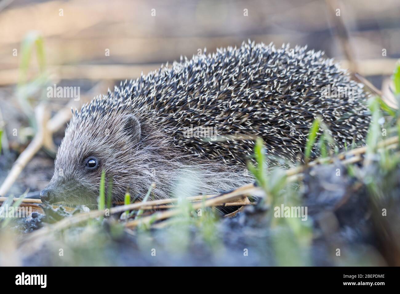 hedgehog entre hierba quemada sobre cenizas Foto de stock