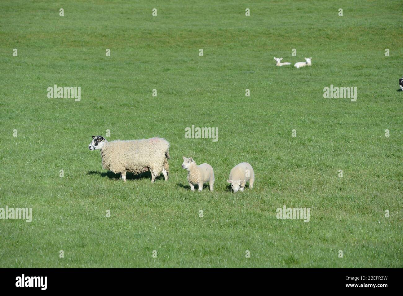 Ovejas y corderos pastando en una granja cerca de Carnforth Lancashire, primavera de 2020. Foto de stock