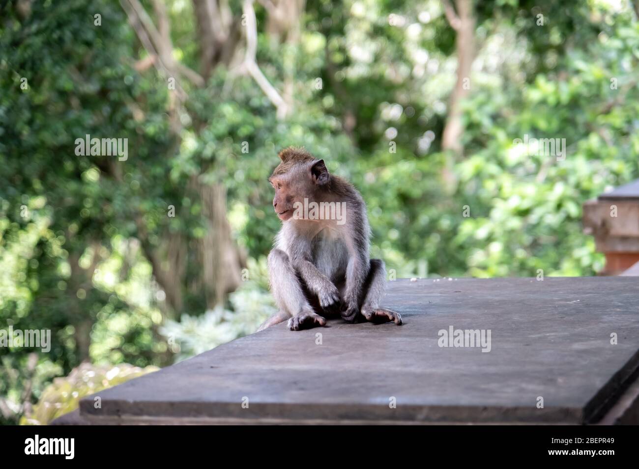 Cangrejo comiendo monos macacos quitando liendres o piojos de su mono, conocido como ' Macaca fascicularis ' Foto de stock