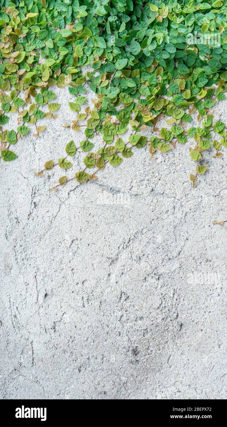 superficie de pared brillante con plantas verdes trepadoras Foto de stock