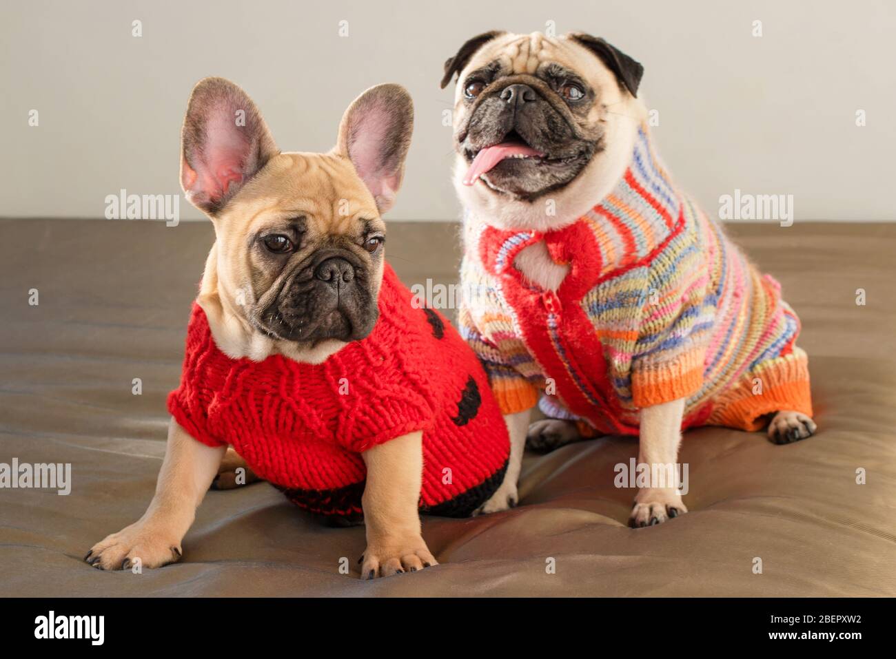 Mascotas felices Pig perro y bulldog francés vestido suéteres de punto en casa esperando a su propietario. Perros divertidos para salir. Ropa para moda Fotografía de stock - Alamy