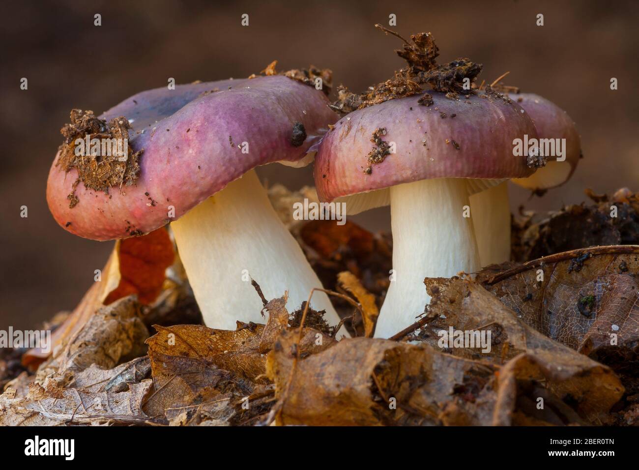 Fungi the charcoal burner fungus fotografías e imágenes de alta