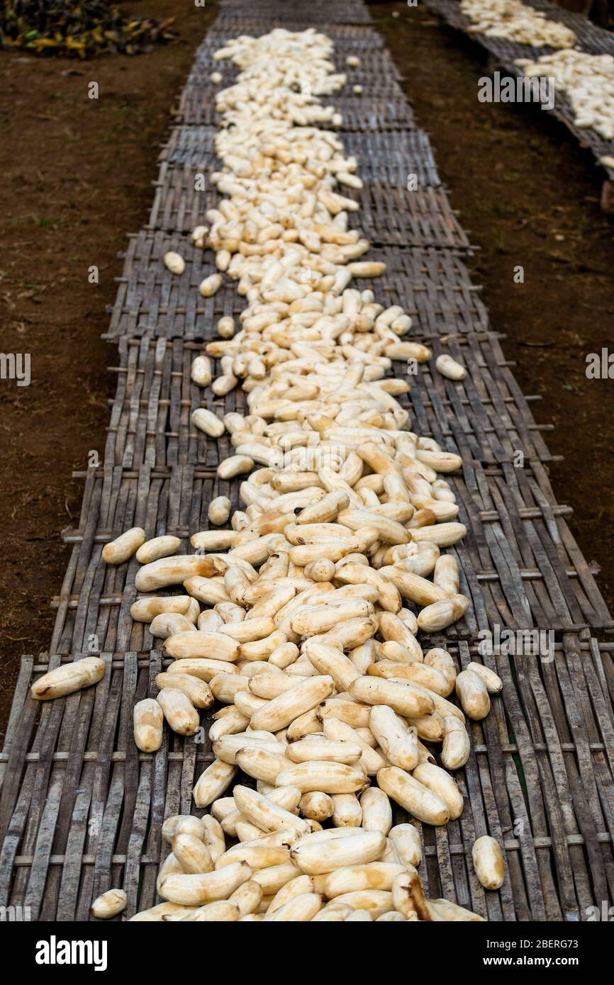 Muchos pequeños dedos de plátano pelados no comerciales se sienten secos al sol, Bagan, Myanmar. Foto de stock