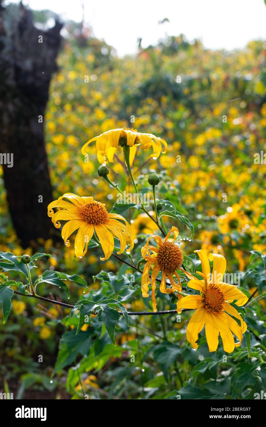 Un campo de flores amarillas de la luz gotean en un rocío pesado de la mañana. Foto de stock