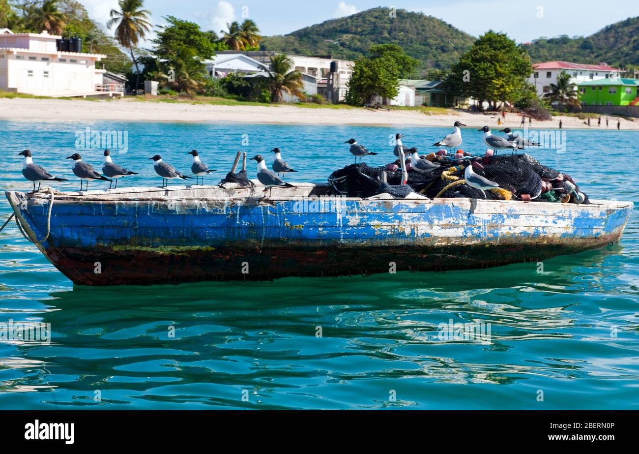 altes Fischerboot, Möwen, Karibik Foto de stock