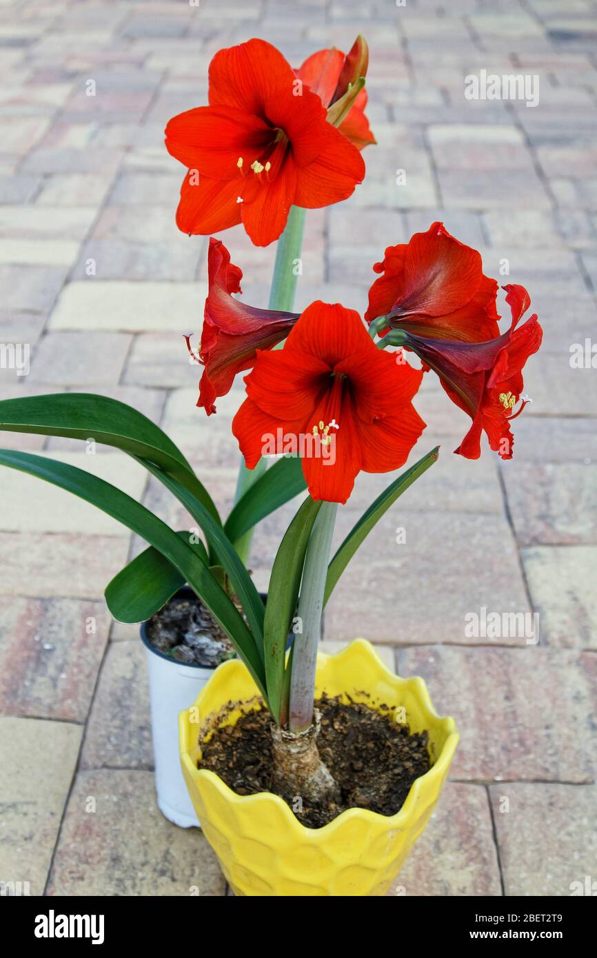 Amaryllis, flores rojas grandes, trompeta-shaped, subtropical, 4 flores por  tallo, showy, bulbos, 2 ollas, naturaleza, PR Fotografía de stock - Alamy