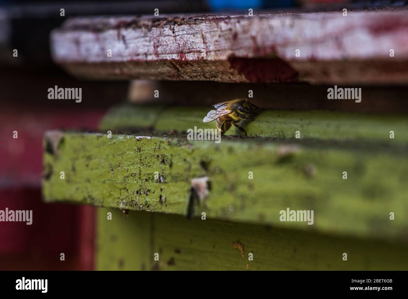Abeja melífera Carniolan sentada a la entrada de la colmena de abejas Foto de stock