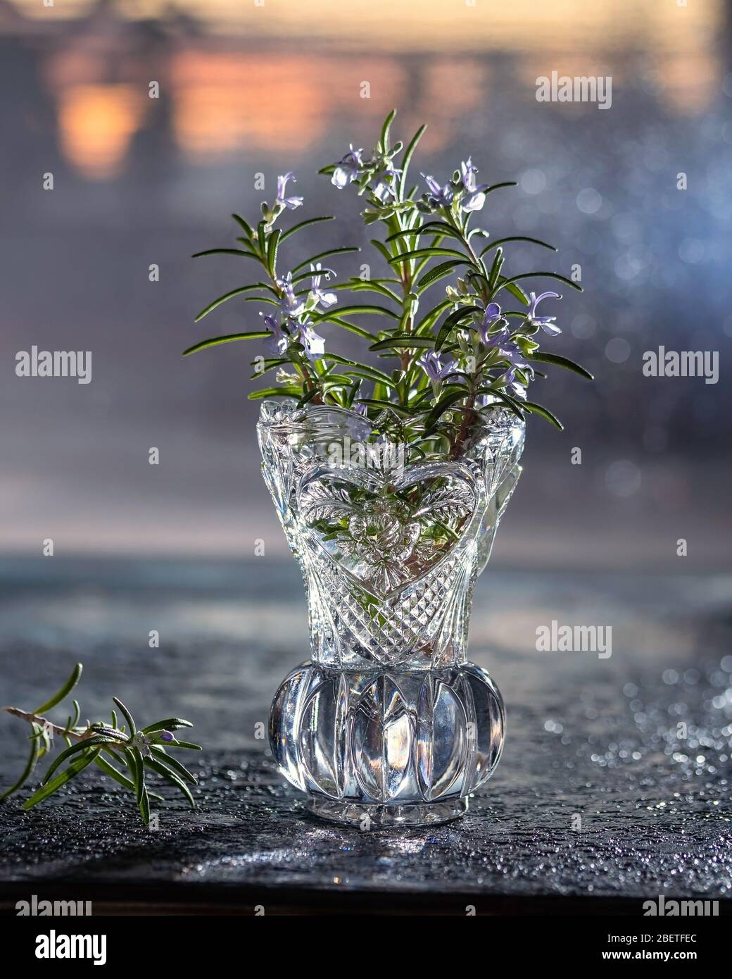 Planta de romero fresca en flor en un jarrón hecho de vidrio cortado Foto de stock