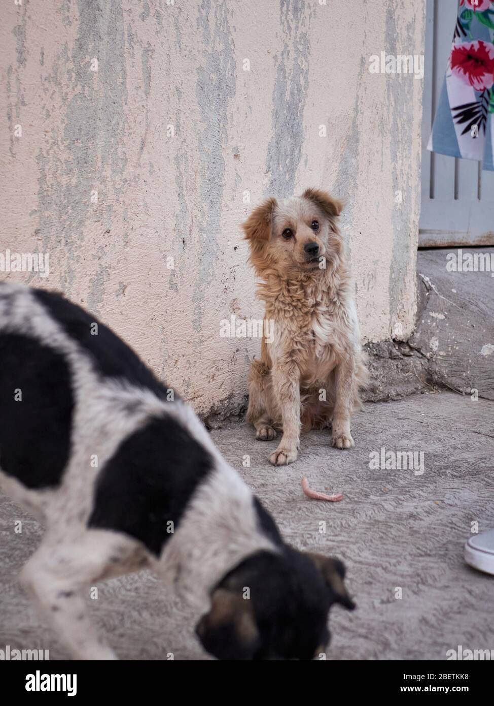 Perro callejero con boca torcida espera comida de una chica amable en  México Fotografía de stock - Alamy
