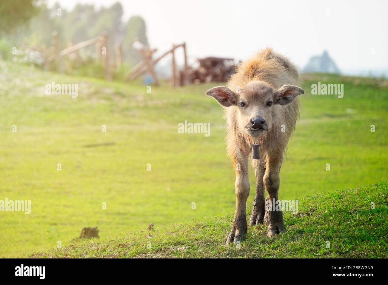 Baby water buffalo fotografías e imágenes de alta resolución Alamy