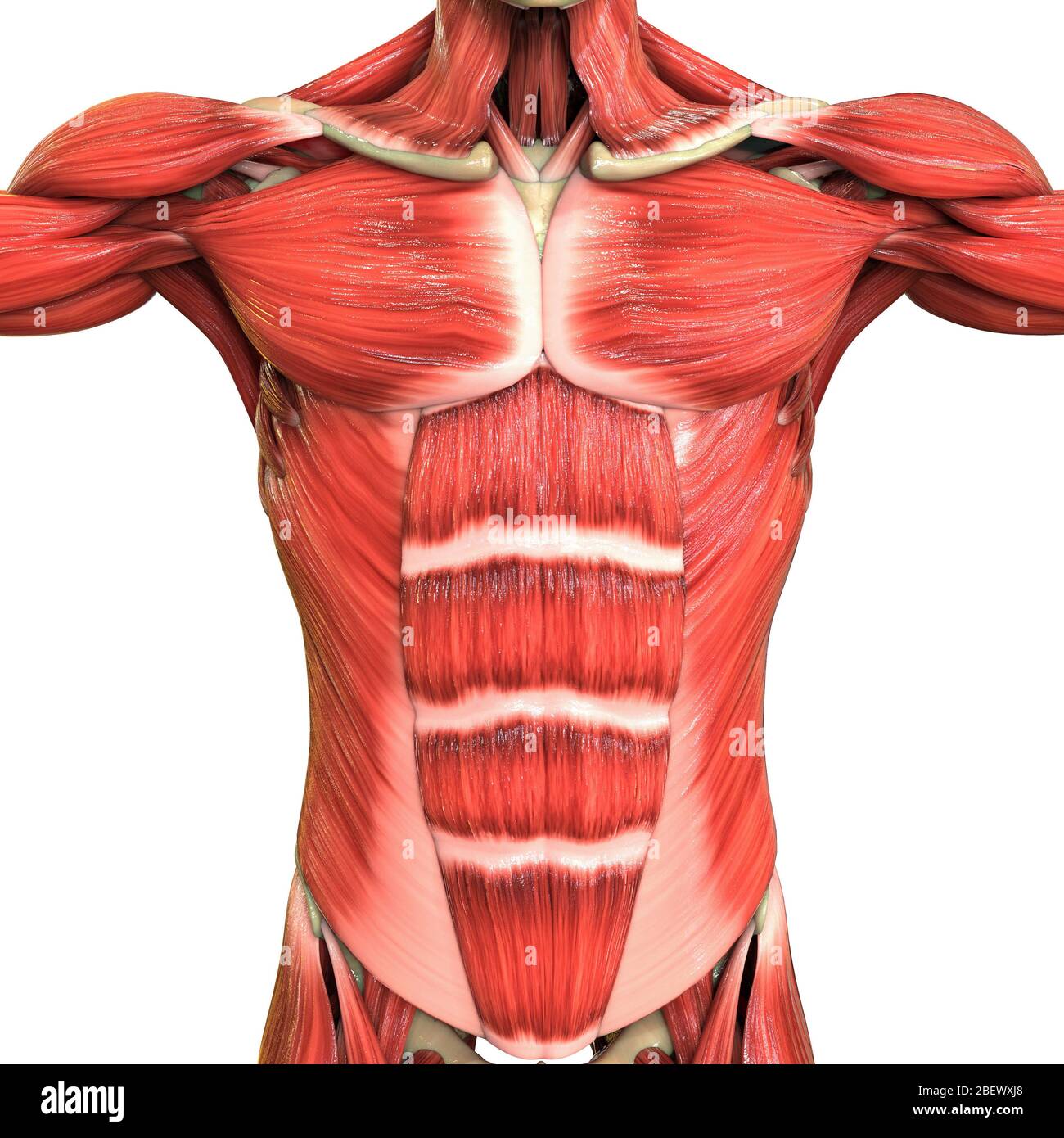 Anatomía Del Sistema Muscular Humano Fotografía De Stock Alamy