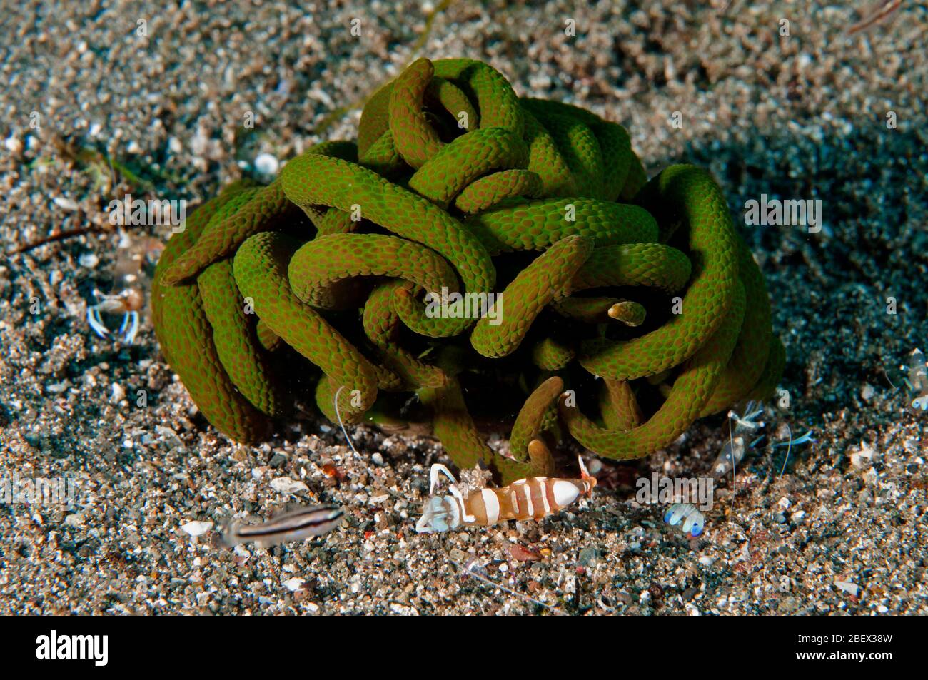 Camarón comensal, Periclimenes magnificus, en una ascidiana colonial no identificada, Flores Indonesia. Foto de stock