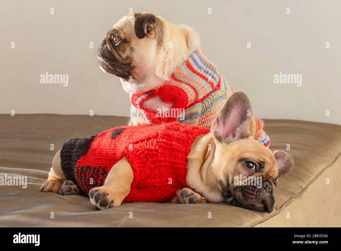 Mascotas felices Pig perro y bulldog francés vestido con suéteres de punto casa esperando a su propietario. Perros divertidos listos para salir. Ropa para perros, moda Fotografía de stock - Alamy