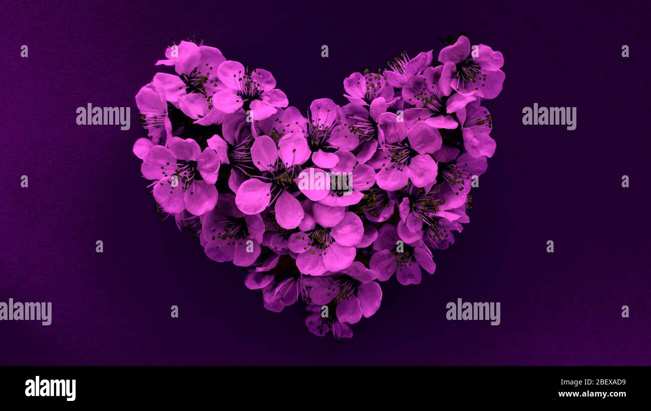 Corazón de flores de ciruela en colores púrpura modernos. Se puede utilizar como banner, postal, impresión de fotografías, diseño de invitaciones. Foto de stock. Foto de stock