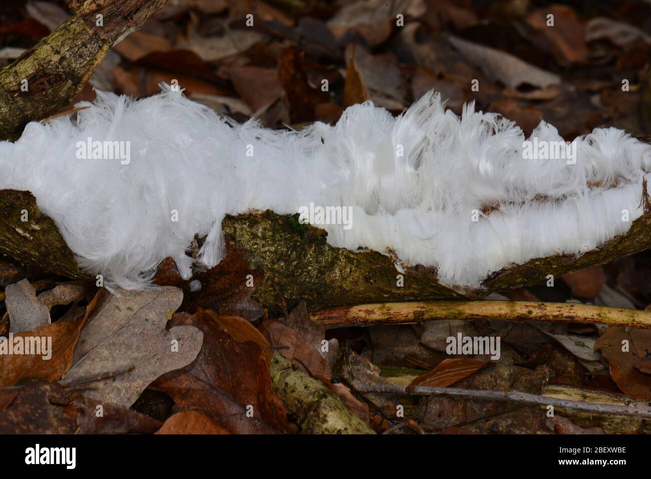 Lana de hielo sobre madera muerta Alemania Foto de stock