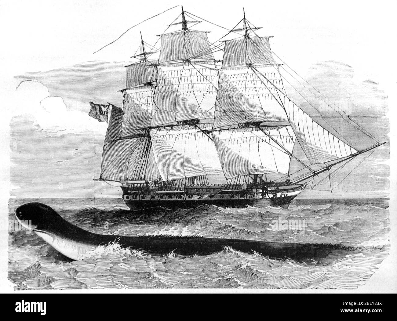 La Serpente Gigante del Mar visto por primera vez desde el buque de guerra británico HMS Daedalus (1826) en 1848 por el Capitán McQuhae y la tripulación del buque entre el Cabo de la buena Esperanza y Saint Helana. La Creatura del Mar ha sido identificada como una posible ballena sei de barón. Ilustración o grabado Vintage o Old 1888 Foto de stock
