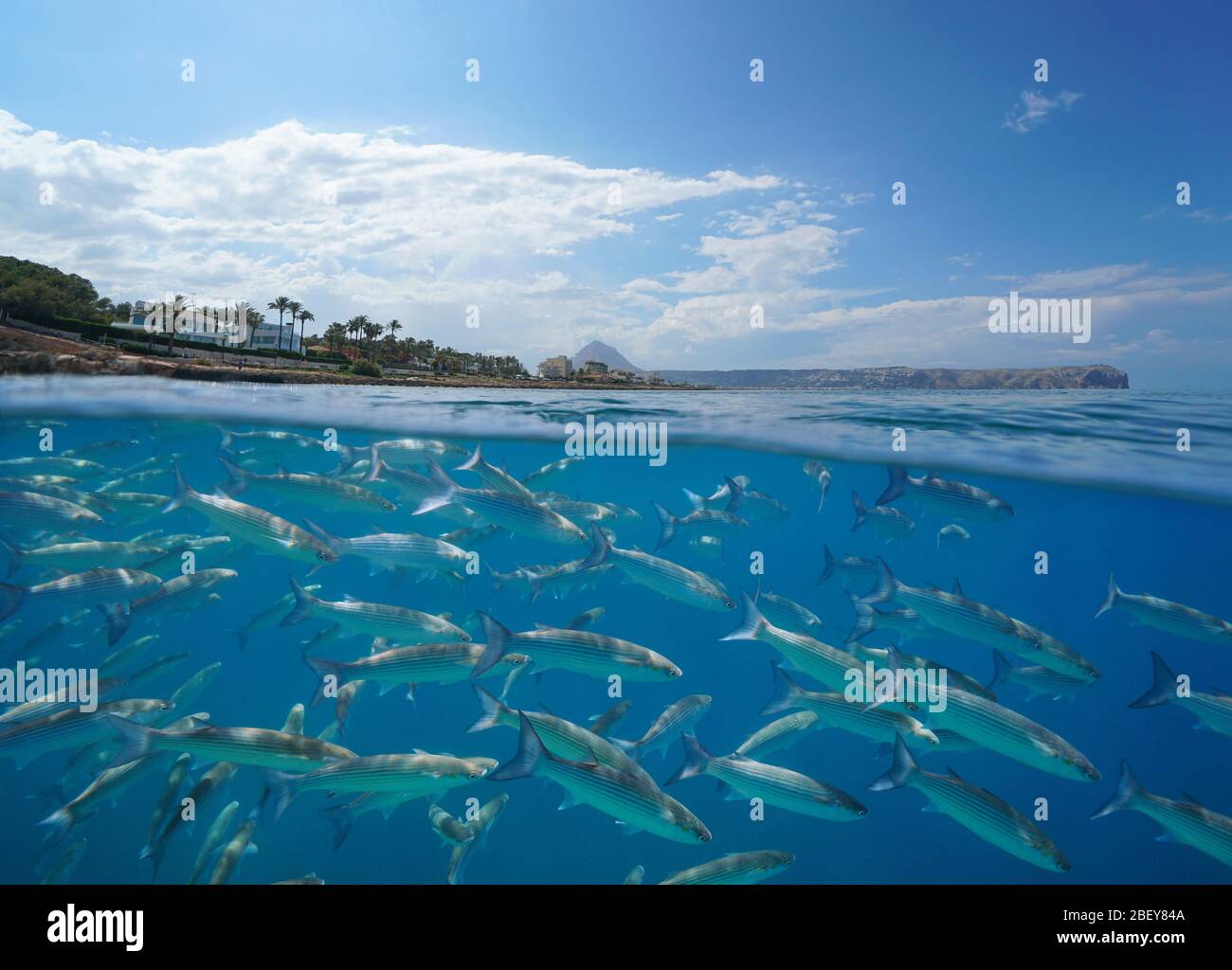 Mar Mediterráneo una escuela de salmonetes grises bajo el agua con la costa cerca de Javea, vista dividida sobre y bajo el agua, España, Alicante, Valencia Foto de stock