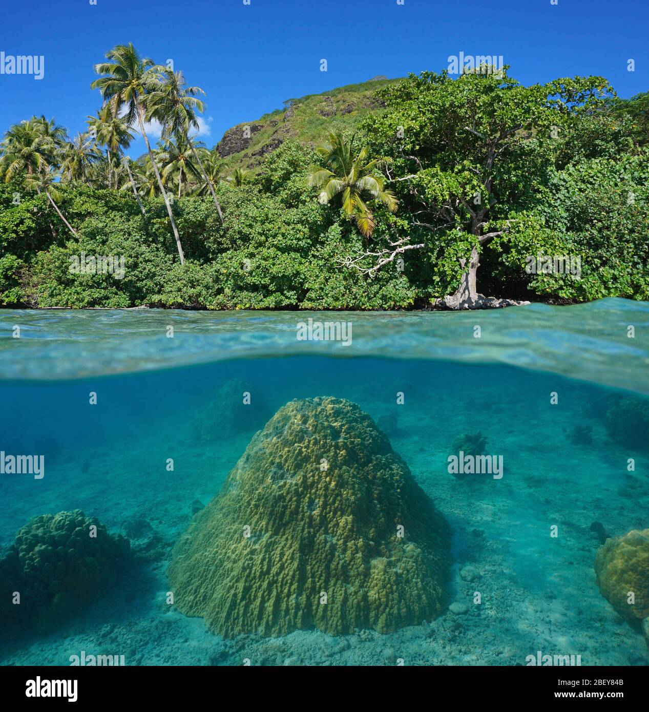 Exuberante follaje en la costa tropical y lóbulos de coral bajo el agua, vista dividida sobre y bajo la superficie del agua, Polinesia Francesa, isla Huahine, océano Pacífico Foto de stock