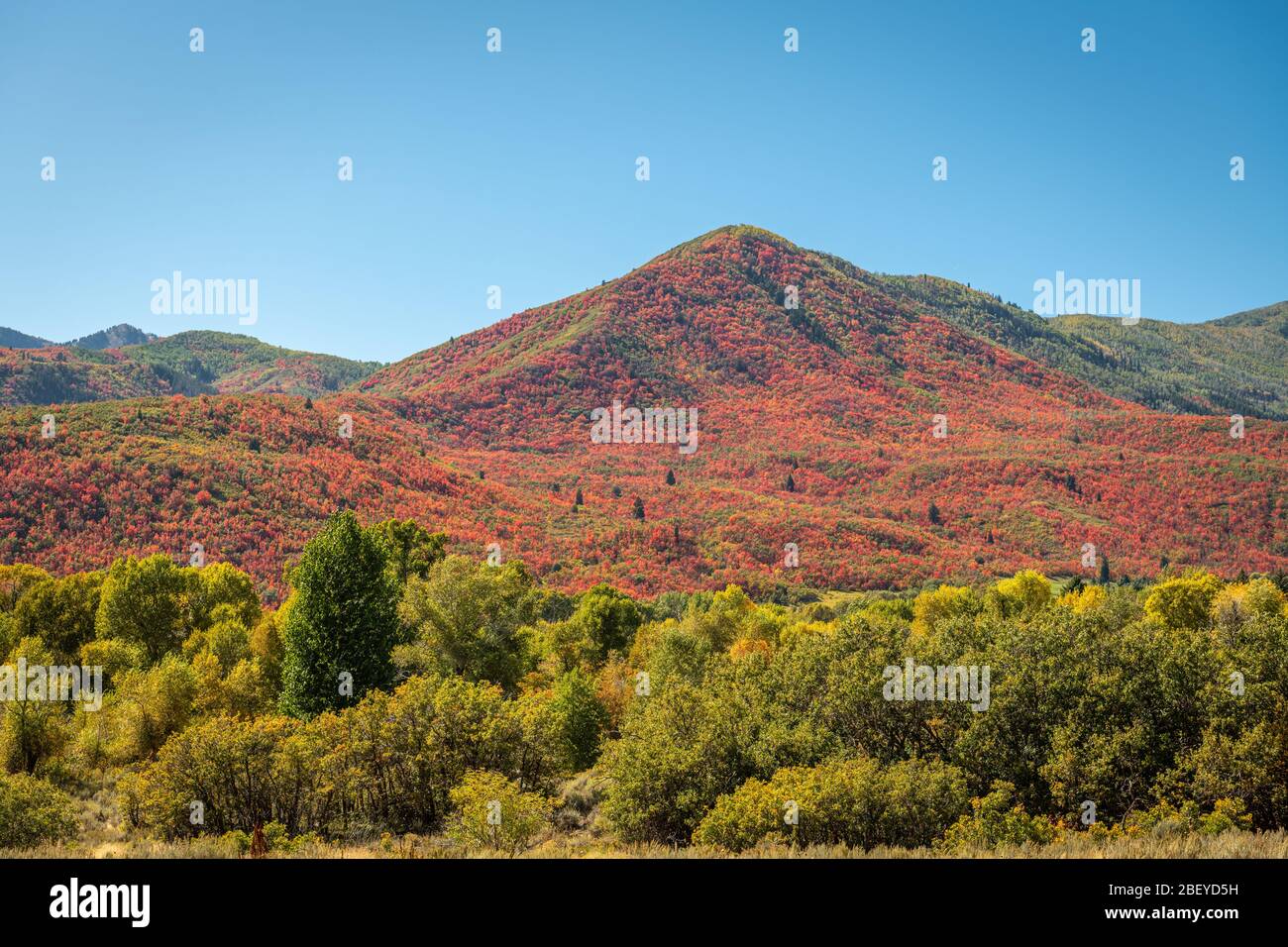 Park City, Utah, EE.UU. Follaje a lo largo de la Wasatch Back en otoño. Foto de stock