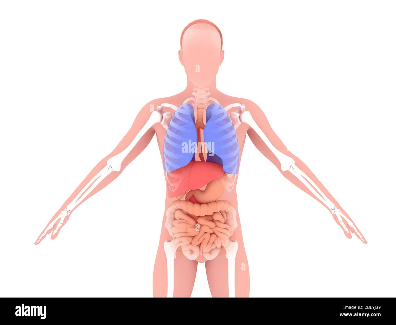 Ilustración 3D de la anatomía interna del hombre, mostrando el sistema respiratorio y digestivo y el esqueleto Foto de stock