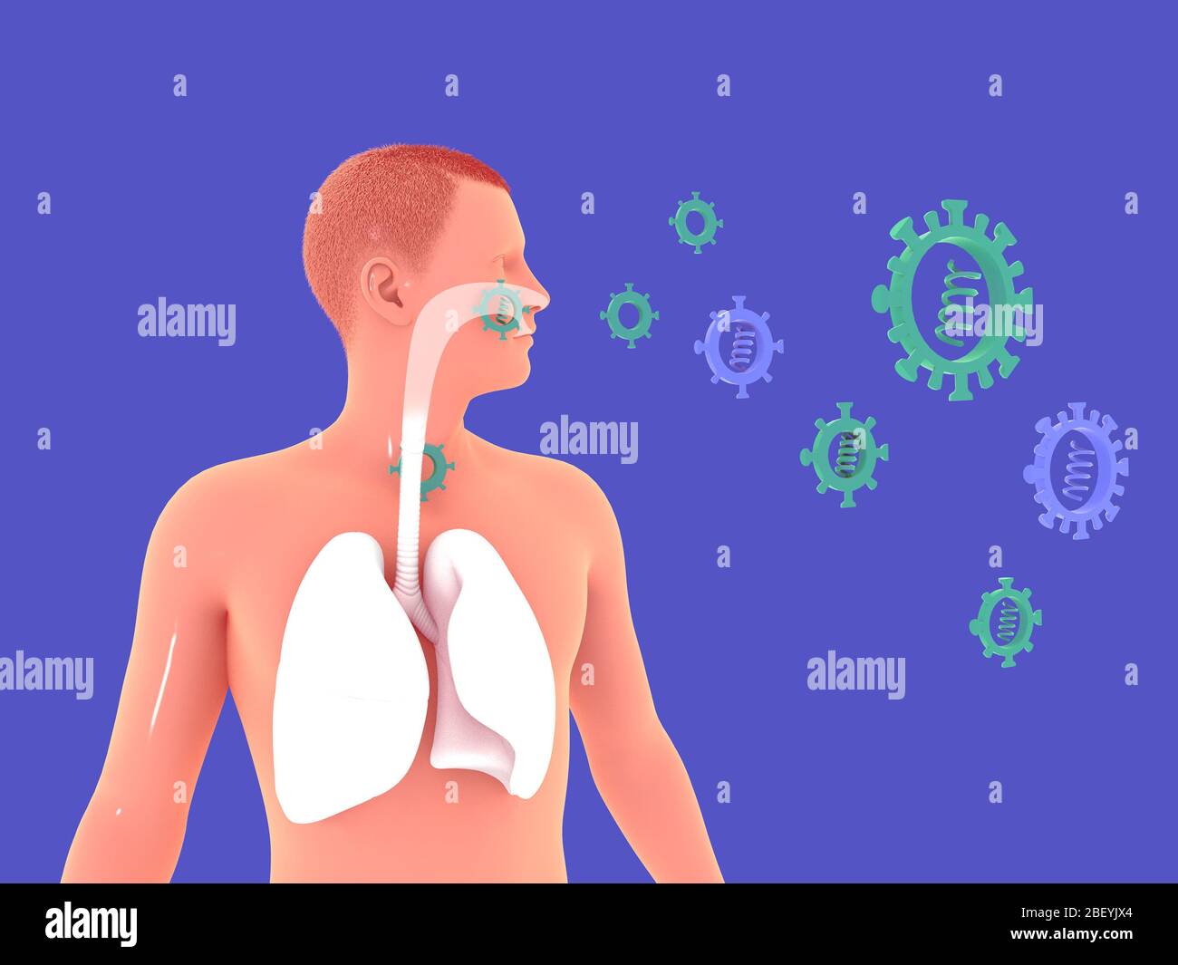 Ilustración 3D de la flotación del virus y un hombre que muestra la  anatomía de los pulmones. Suspendidos en el espacio sobre un fondo azul han  entrado en el respirador Fotografía de