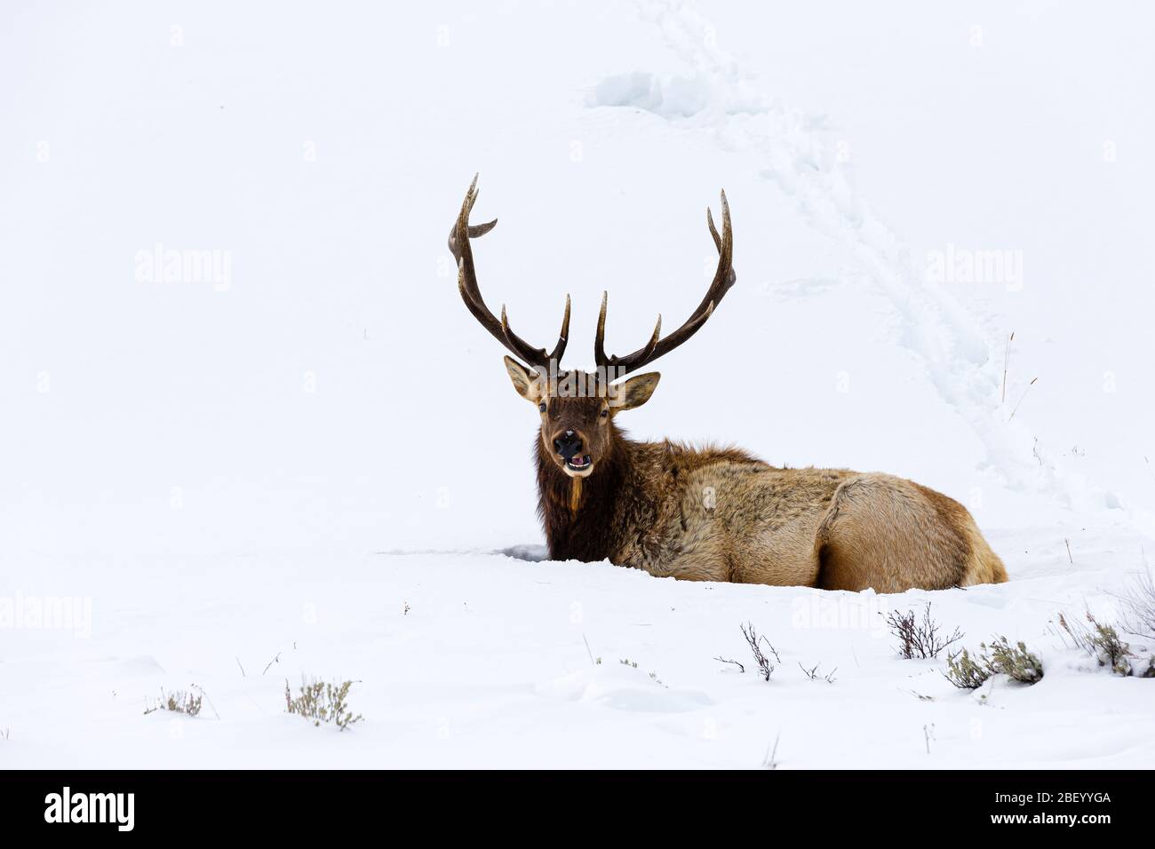 Elk en Yellowstone National Park Montana Estados Unidos Foto de stock