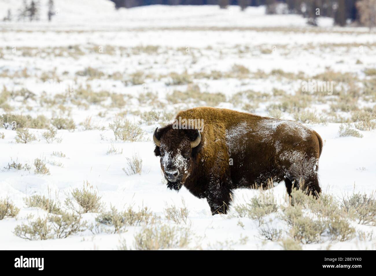 Bisonte americano en Yellowstone National Park Montana USA Foto de stock