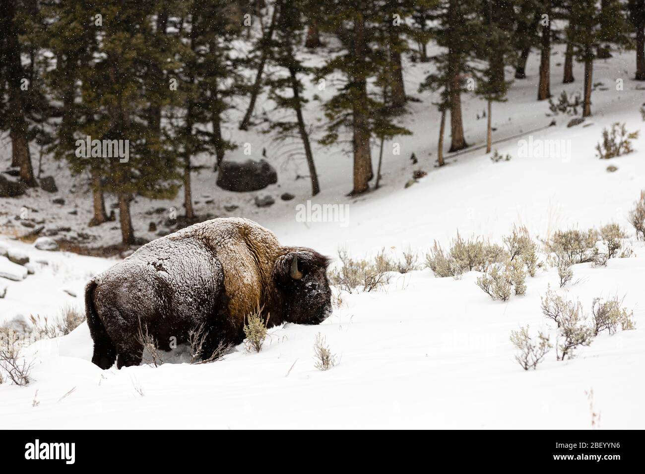 Bisonte americano en Yellowstone National Park Montana USA Foto de stock
