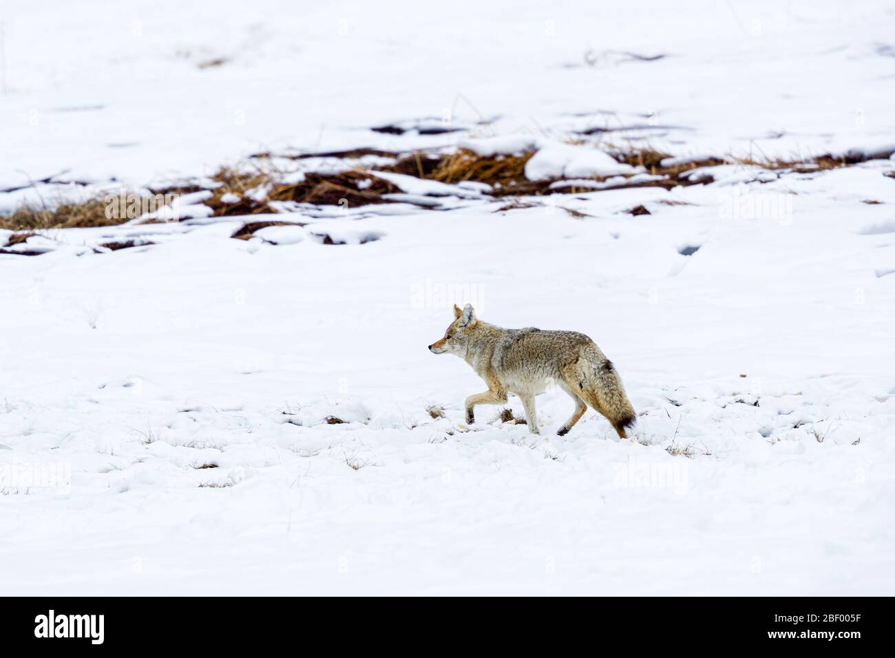 Coyote en Yellowstone National Park USA Foto de stock