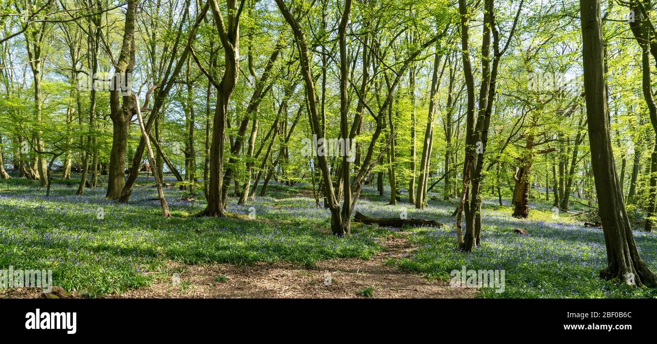 Primera semana de Bluebells en la primavera de Bluebell en Hertfordshire Abril 2020. Mostrando flores azules en el fondo verde y del suelo del bosque con sol shi Foto de stock