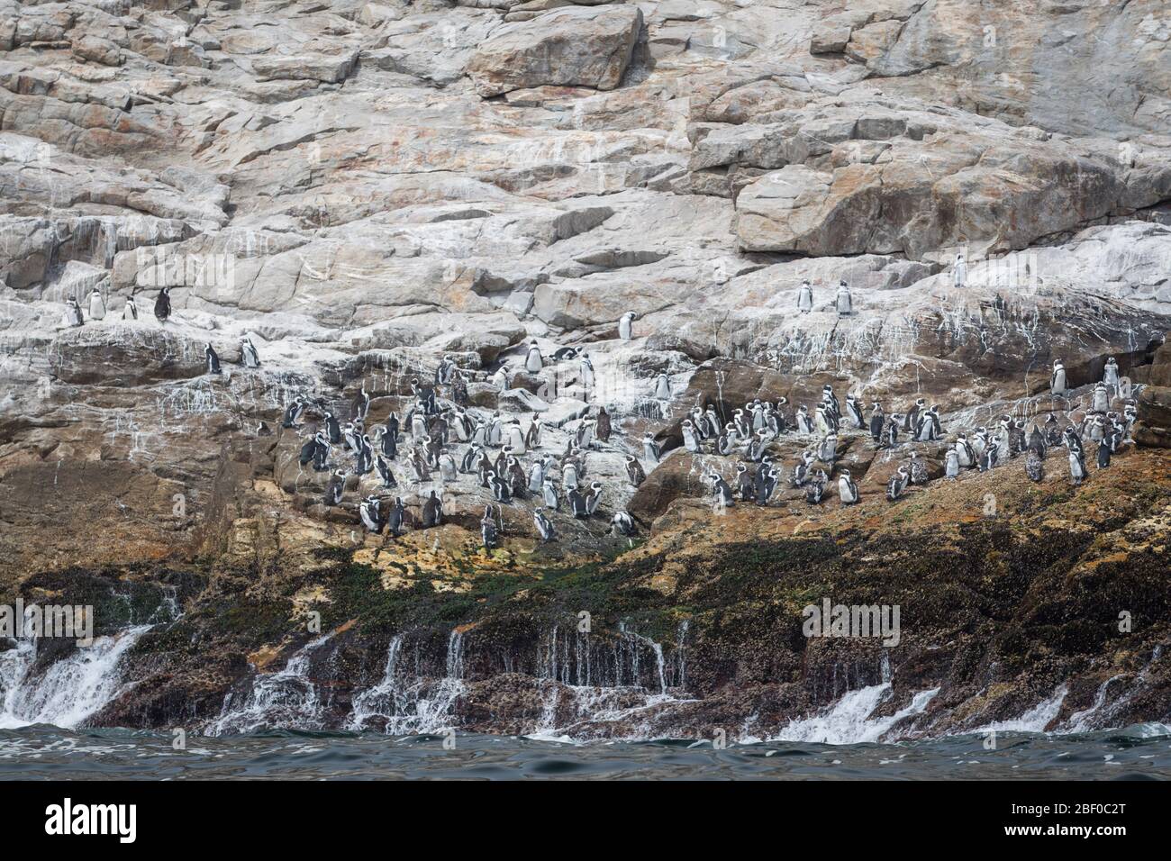 La isla de Saint Croix en la bahía de Algoa, la bahía de Nelson Mandela, Port Elizabeth, Sudáfrica, es la colonia de cría más grande de pingüinos africanos en peligro de extinción Foto de stock