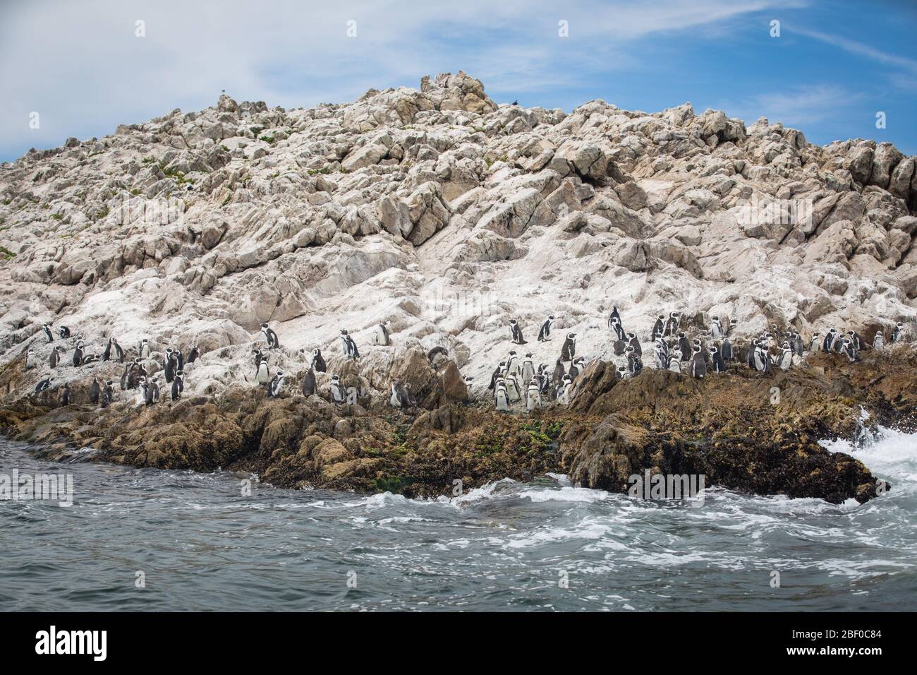 La isla de Saint Croix en la bahía de Algoa, la bahía de Nelson Mandela, Port Elizabeth, Sudáfrica, es la colonia de cría más grande de pingüinos africanos en peligro de extinción Foto de stock