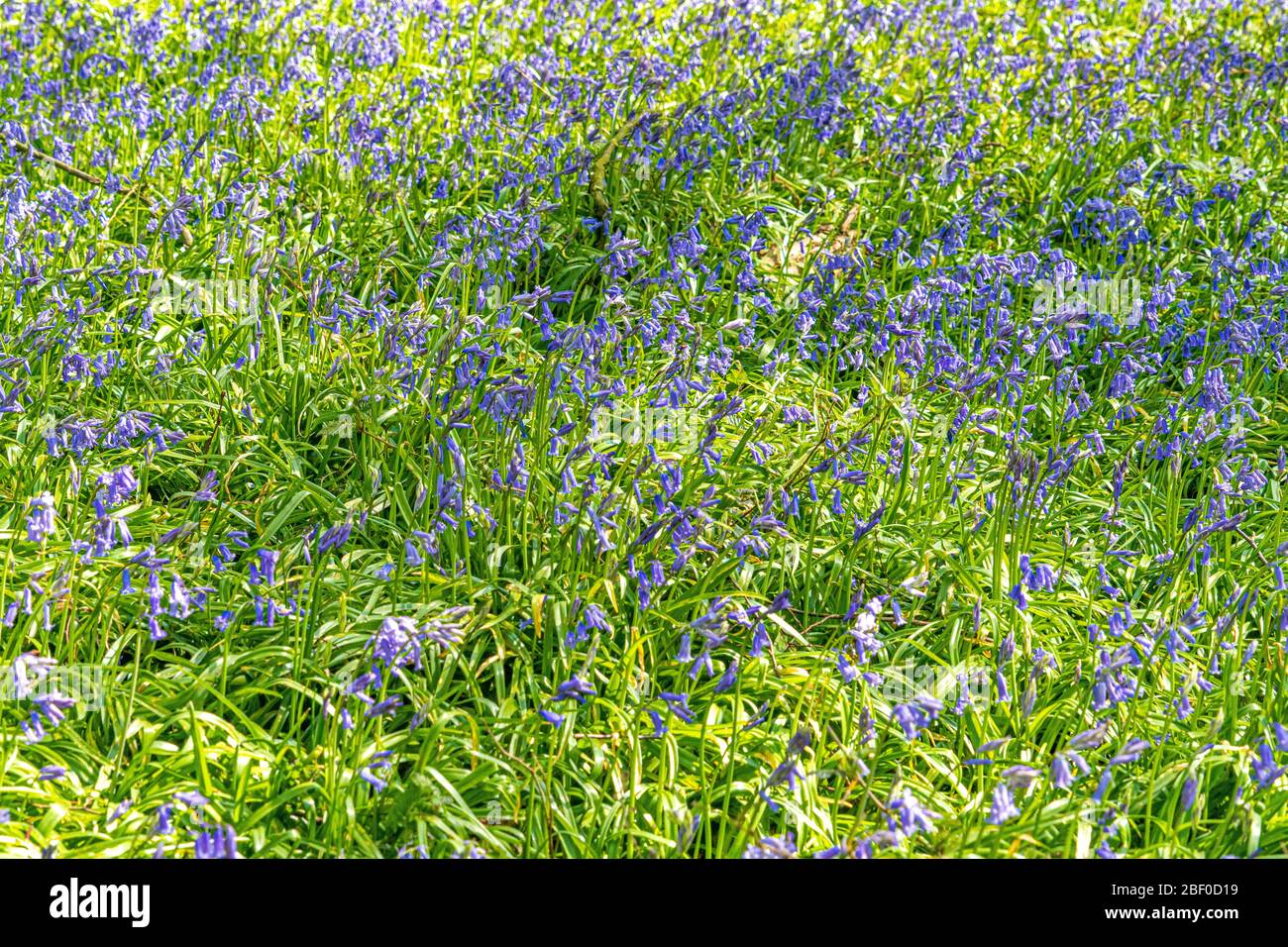 Primera semana de Bluebells en la primavera de Bluebell en Hertfordshire Abril 2020. Mostrando flores azules en el fondo verde y del suelo del bosque con sol shi Foto de stock