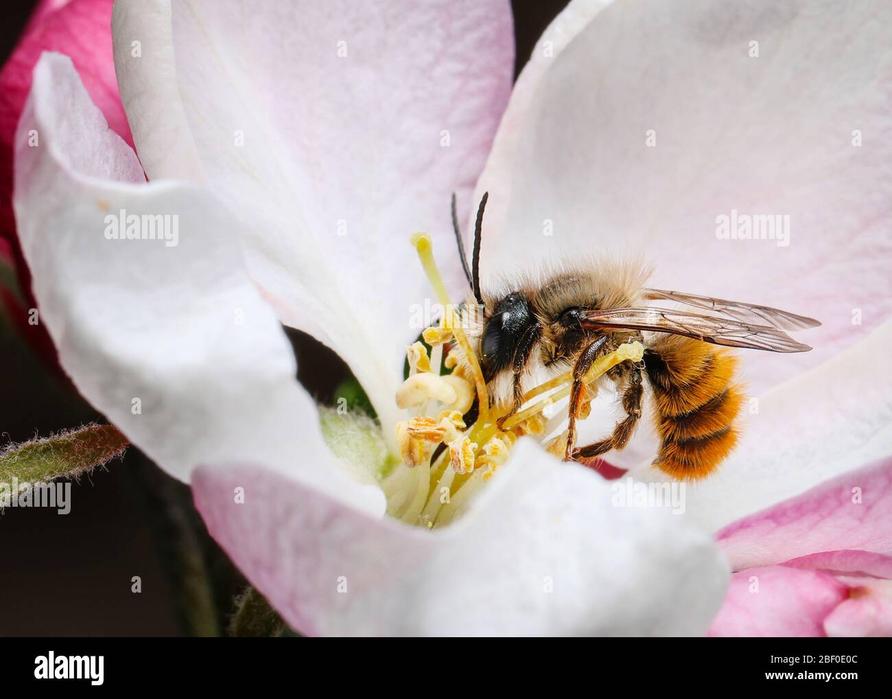 Una abeja masón (Osmia bicornis) se alimenta de la flor del árbol de manzana que polinizan el árbol en el proceso Foto de stock