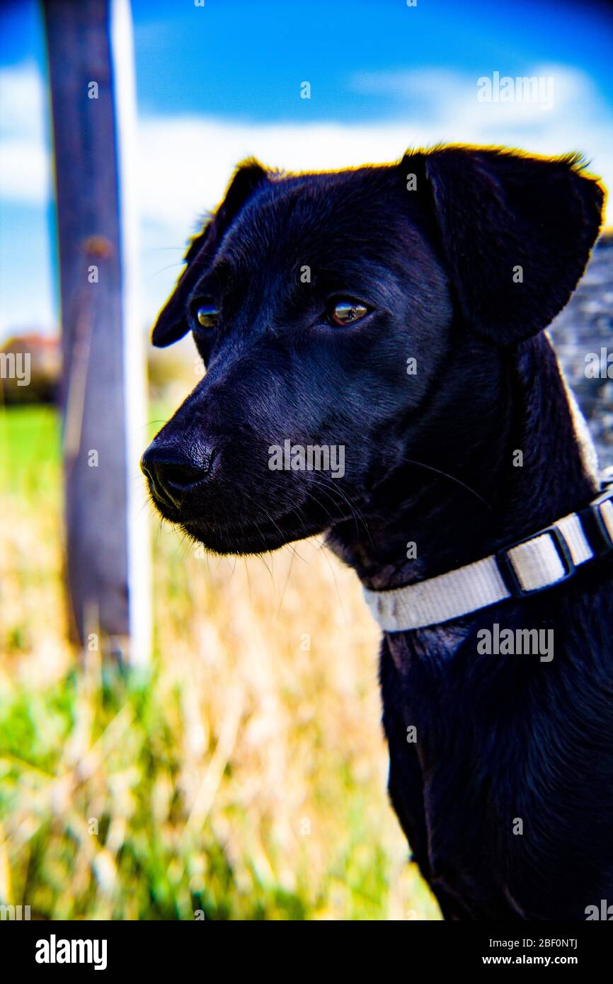 El perro negro Foto de stock