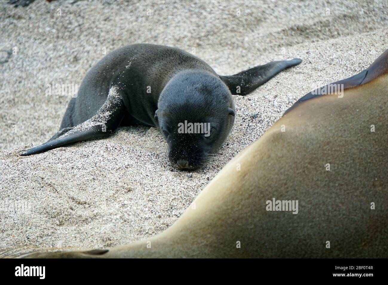 Bebe Leon Marino De Galapagos Yacia En La Arena Fotografia De Stock Alamy
