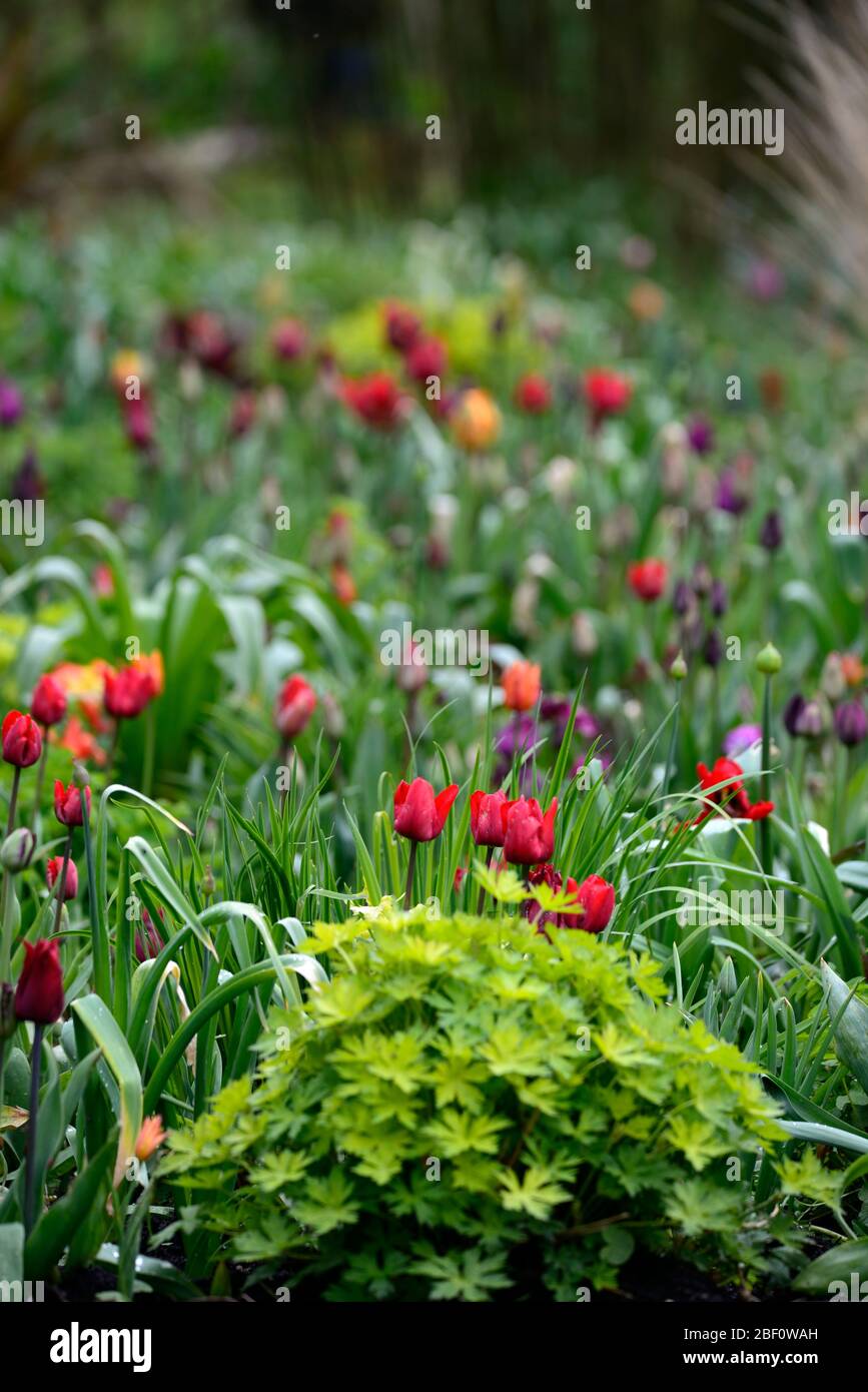 tulipa,tulipán,tulipanes,mezcla,combinación,borde,cama,rojo,naranja,púrpura,hierba,hierbas,mezcla,combinación de plantación mixta,esquema,borde,bordes,cama,camas,RM Foto de stock