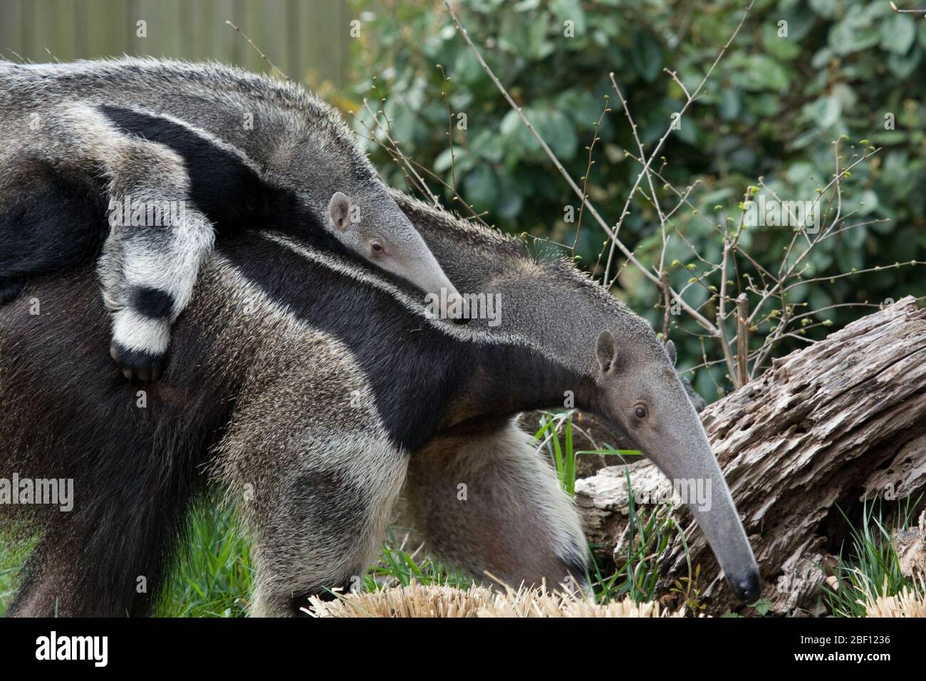 Anteater gigante. Especie: Tridactyla,Género: Myrmecophaga,Familia ...