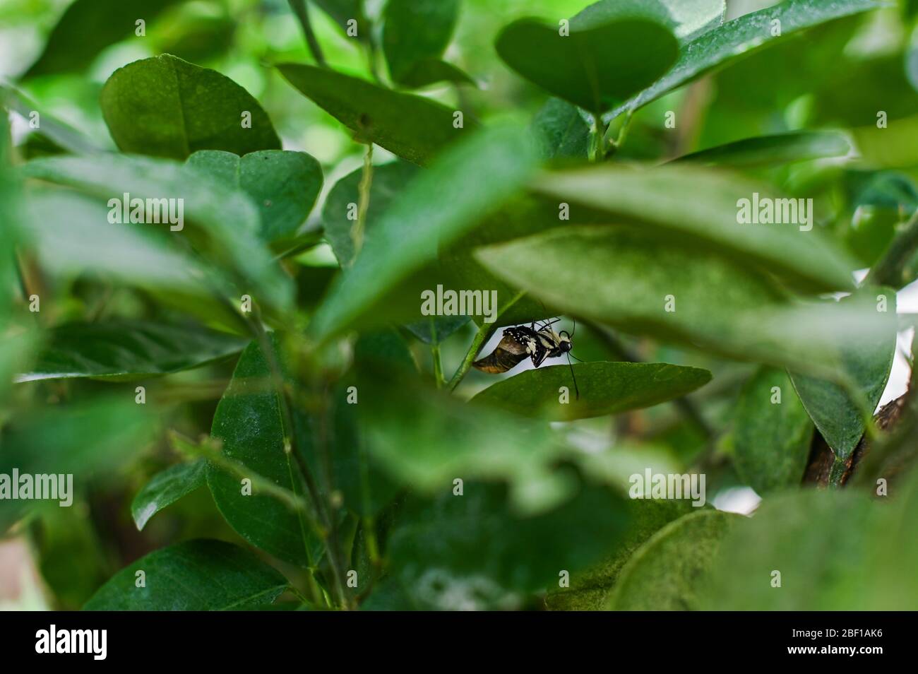 Una mariposa sale de su capullo de mariposas tropicales, mariposa