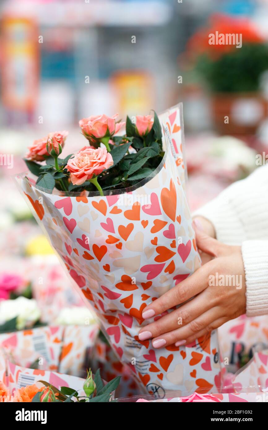 Jardinería, concepto de primavera. Mujer eligiendo y comprando plantas -rosa decorativo en olla para su casa/apartamento en invernadero o centro de jardín. S Foto de stock