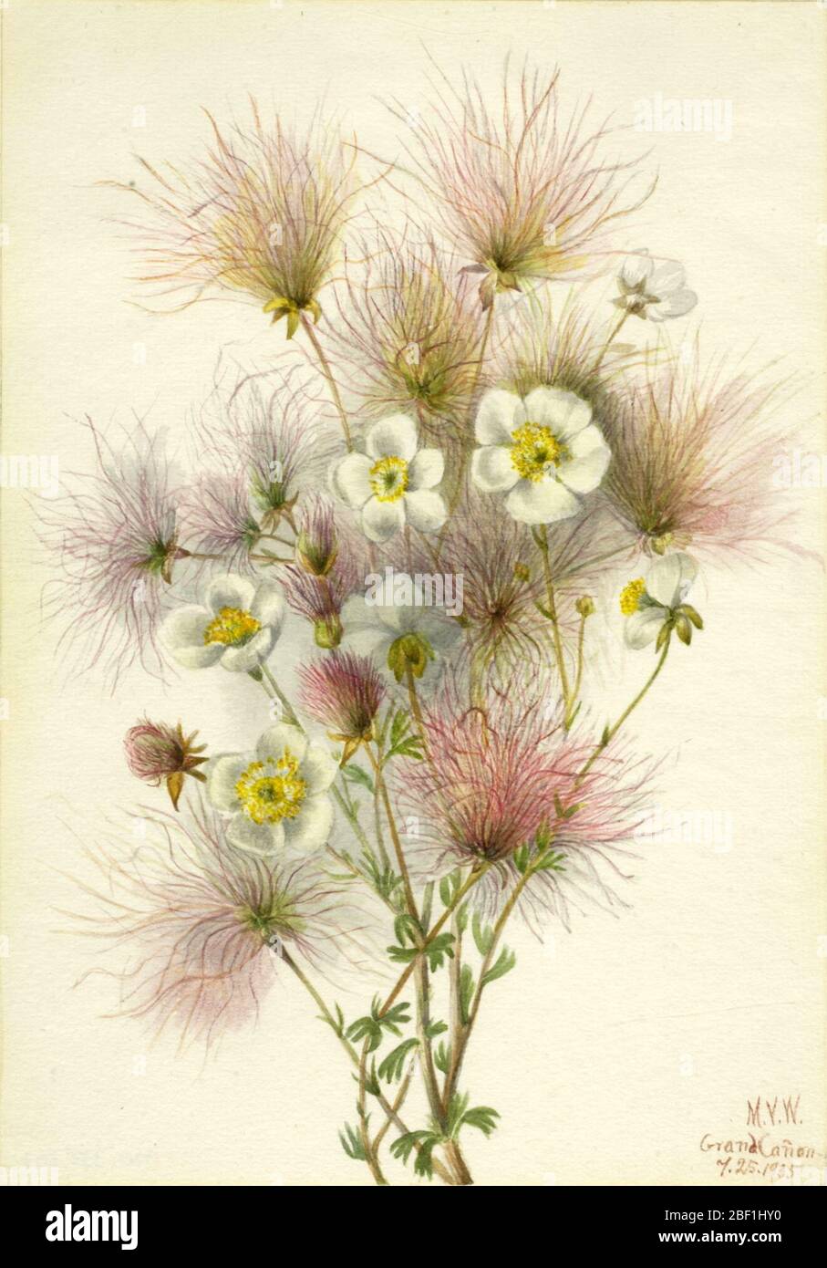 Apache Plume Fallujia paradojas. Foto de stock