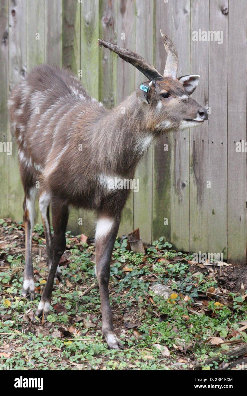 Sitatunga. Especie: Spekii,género: Tragelaphus,Familia: Bovidae,Orden