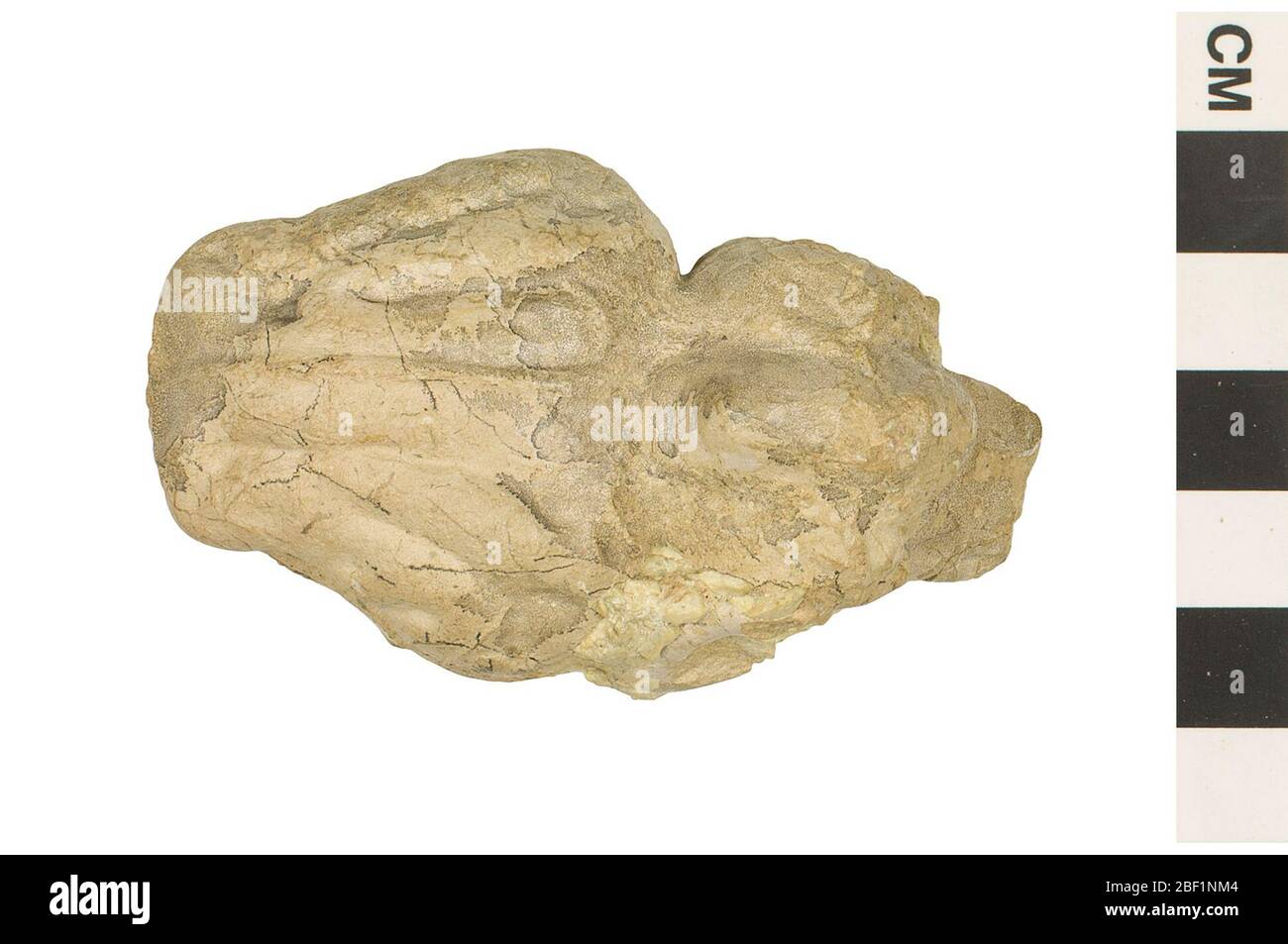 Oreodont. Este objeto es parte de la colección de Educación y alcance, algunos de los cuales están en el centro de educación científica Q?rius y disponibles para ver.Cenozoic - Paleogene - OligoceneThis endocast, o yeso craneal interno, es de un Oreodont, que era un mamífero herbívoro parecido al cerdo que es Foto de stock