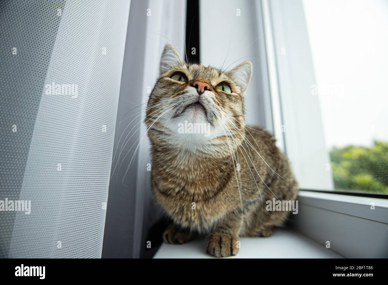 un gato con ojos verdes parece interesado ventana árbol de ventana banner de cortina de umbral Foto de stock