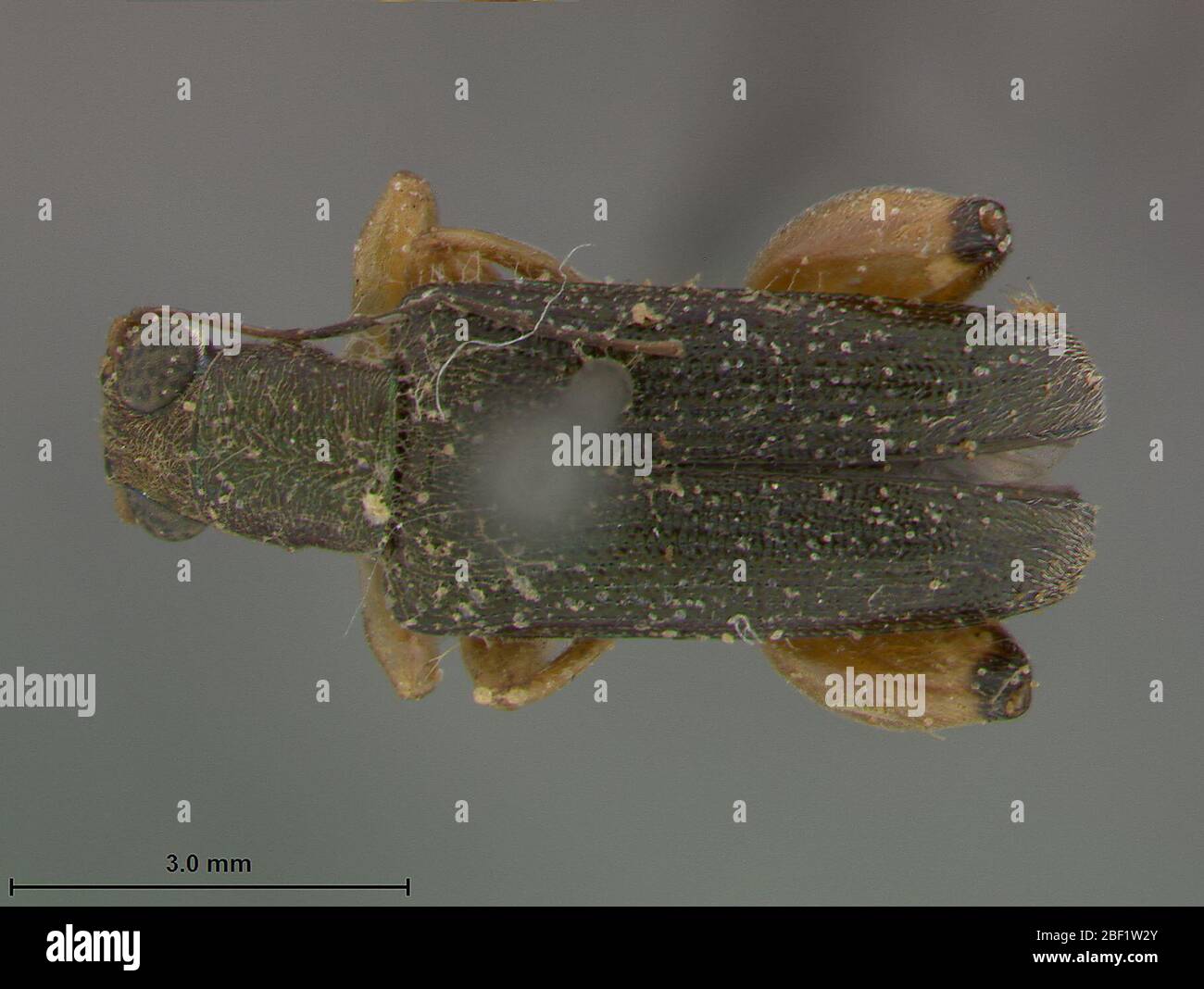 Dubiosa Fotos e Imágenes de stock Alamy