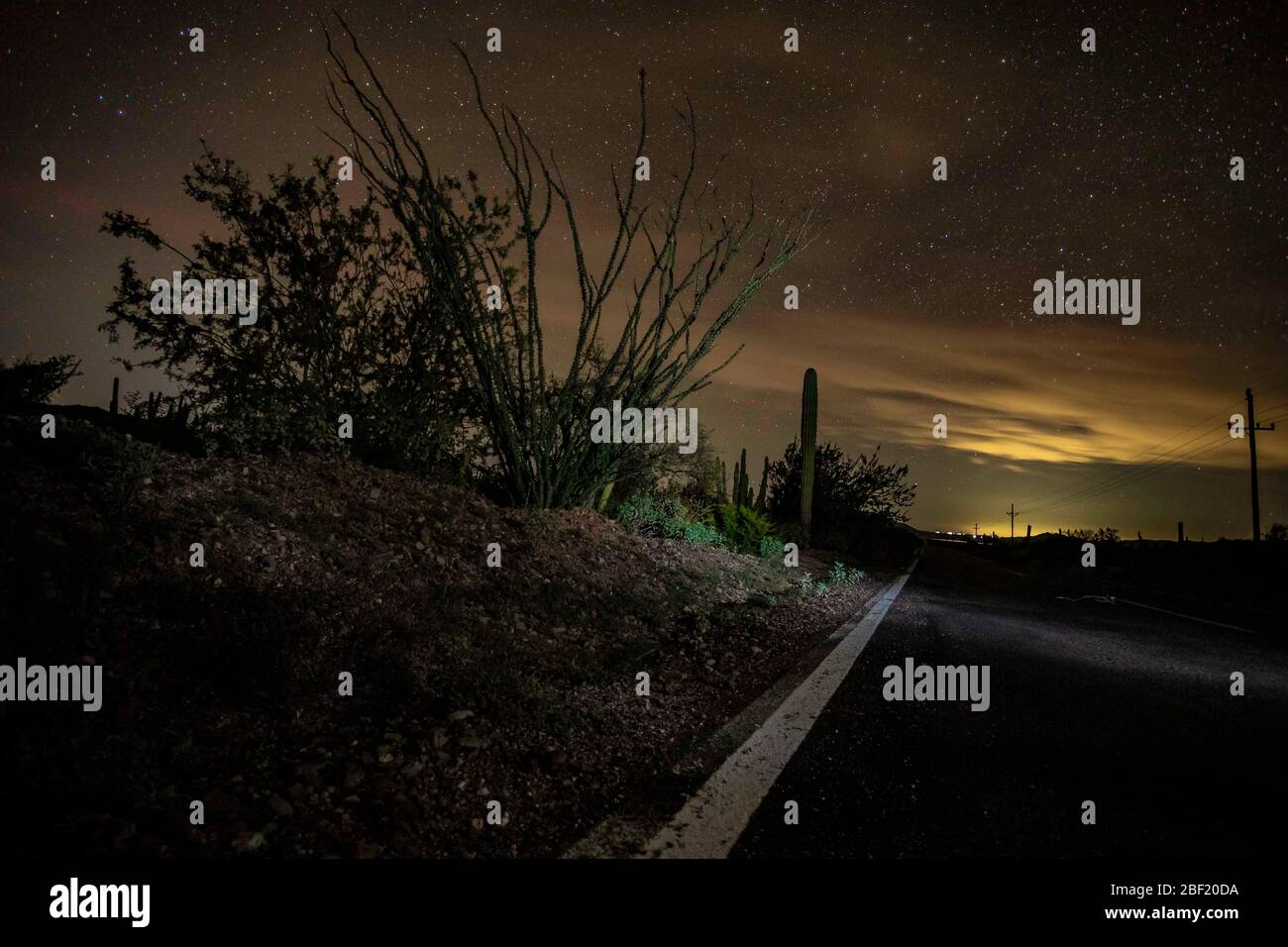 Carretera, línea de pavimento, ocotillo, sahuaro,